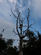 2014_09_24_ecoute_du_brame