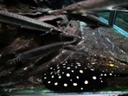 2016_11_02_003_aquarium_tropical