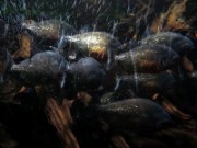 2016_11_02_005_aquarium_tropical