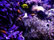 2016_11_02_008_aquarium_tropical