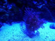 2016_11_02_009_aquarium_tropical