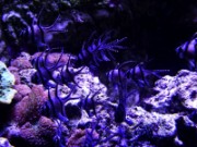 2016_11_02_010_aquarium_tropical