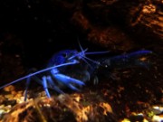 2016_11_02_011_aquarium_tropical