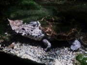 2016_11_02_013_aquarium_tropical