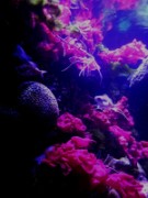 2016_11_02_014_aquarium_tropical