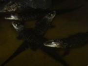 2016_11_02_015_aquarium_tropical