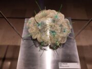 2022_03_08_006_expo_miniartextil