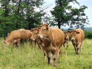 2025_06_05_au_10_rando_limousin