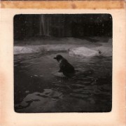 1964_02_grandes_diapos_095_zoo_de_vincennes