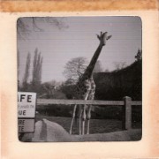 1964_02_grandes_diapos_096_zoo_de_vincennes