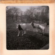 1964_02_grandes_diapos_097_zoo_de_vincennes