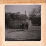 1964_02_grandes_diapos_099_zoo_de_vincennes