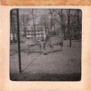 1964_02_grandes_diapos_100_zoo_de_vincennes